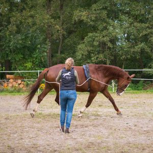 HorseProfessional-Dubbele lange lijnen