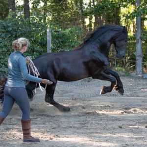 HorseProfessional-Loswerken-doelenhalen-freestyle-training-revalidatie